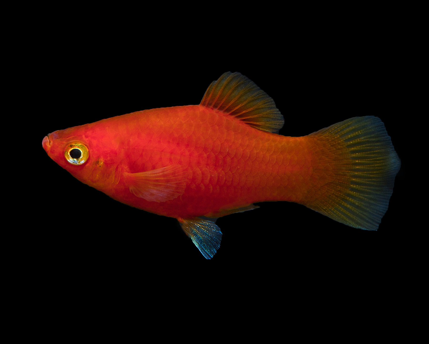 Roter Platy