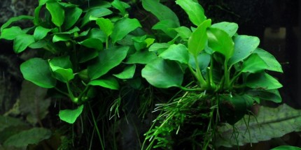 Feuille de pipelette naine bonsaï - Anubias 'Petite' - Pot Tropica