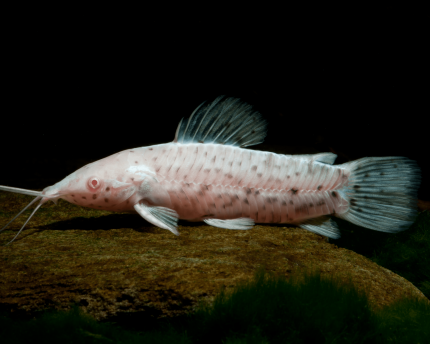 Painted Callus Catfish 