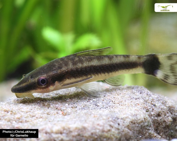 Eared loricariid catfish - Otocinclus