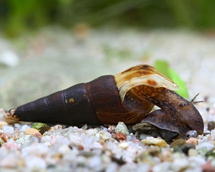 Mocha tower cover snail - Melanoides tuberculata