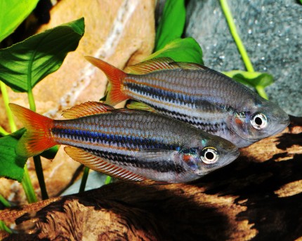 Western Rainbowfish - Melanotaenia splendida australis - DNZ