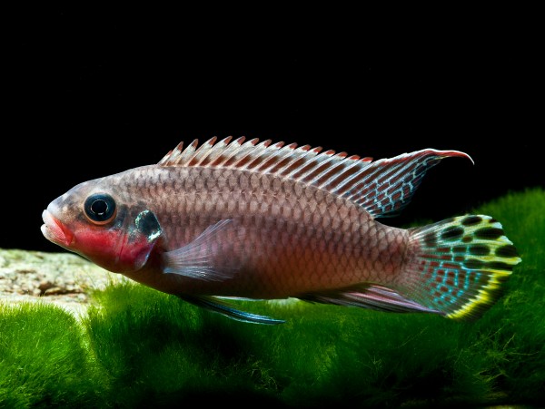 2x Smaragdprachtbarsch - Pelvicachromis taeniatus "Nigeria Red" - Pärchen