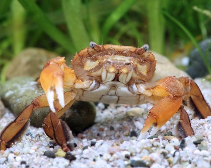 Freshwater crab - Varuna littlerata
