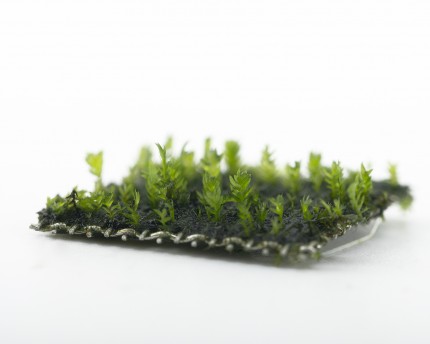 Natureholic Moss Pad - Fissidens splac - 2 x 2cm