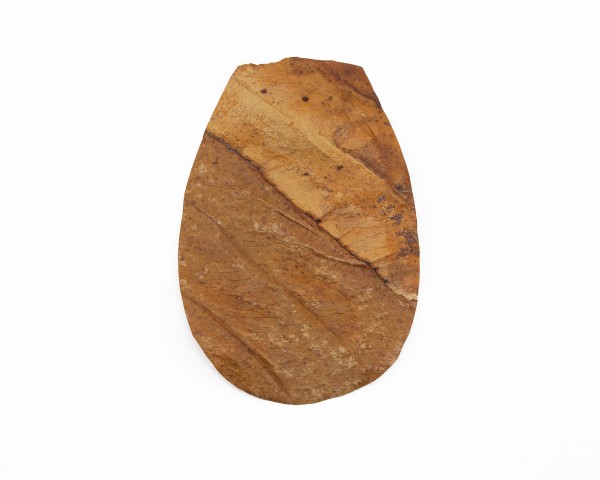 1x Seemandelbaum Blatt - Catappa leaf small