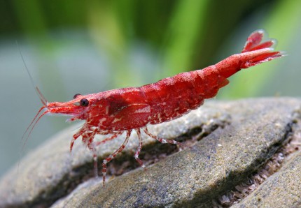 Red Cherry Shrimp - Red Fire Shrimp - Neocardina davidi 