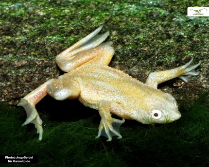 Golden dwarf clawed frog - Hymenochirus curticeps