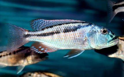 Aristochromis chrystiy - 12-15cm