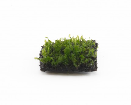 Natureholic moss pad - Fissidens zippelianus - 2 x 2cm