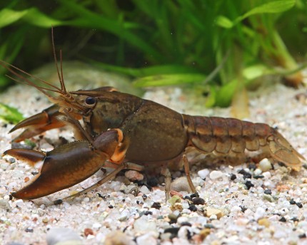 Papuan swamp crayfish - Cherax cf. rhynchotus