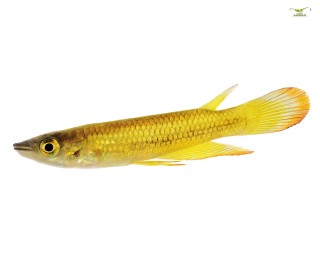 Goldener Streifenhechtling - Aplocheilus lineatus - EU-NZ
