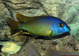 Naevochromis chrysogaster - 4-6cm - very rare!