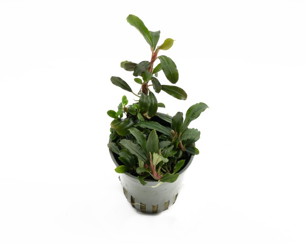 Bucephalandra green wavy - NatureHolic Plants - Pot