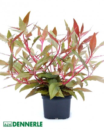 Red-leaved parrot leaf - Alternanthera reineckii 'Red' XXL 9x9cm pot - Dennerle pot