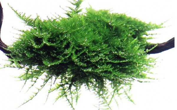 Weihnachtsbaummoos - Vesicularia montagnei "Christmas Moss" - Tropica Pflanze auf Wurzeln