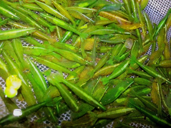 Tragende Grüne Garnelen - Caridinia cf. babaulti "Green"