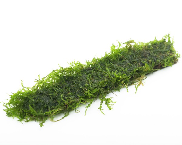 Christmas moss CocoPad 18x3 cm