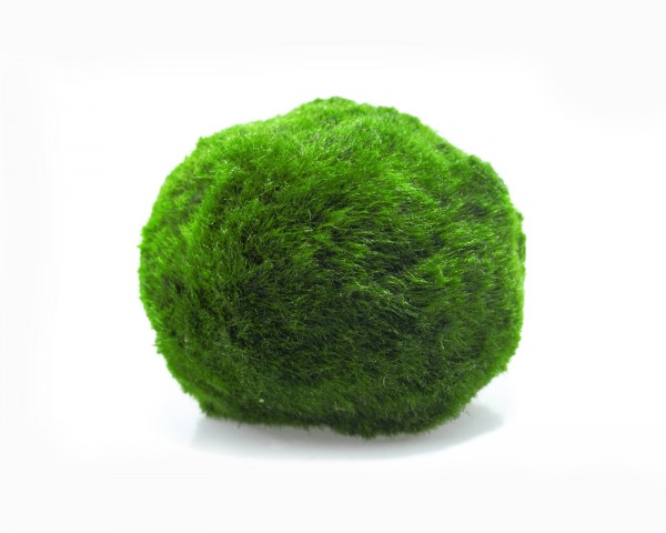 Moss ball - Aegagrophila linnaei
