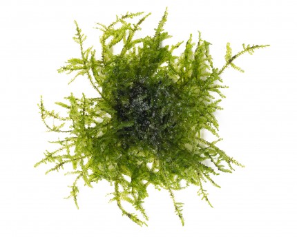 Natureholic Moss Pad - Jungermannia pseudocyclop 