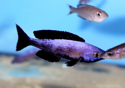 Cyprichromis leptosoma jumbo Speckleback Moba - 7-9cm