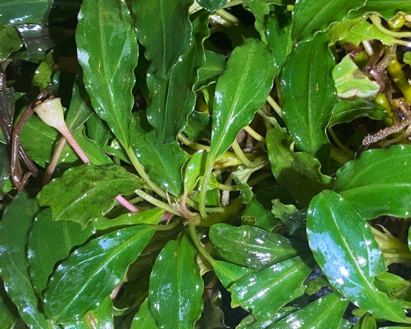 Bucephalandra spec. "Lamandau" - Rarität Nano Aufsitzerpflanze