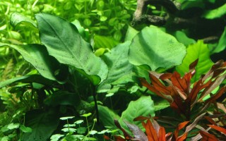 Anubias barteri sp. - Tropica Pflanze auf Wurzeln (XL)