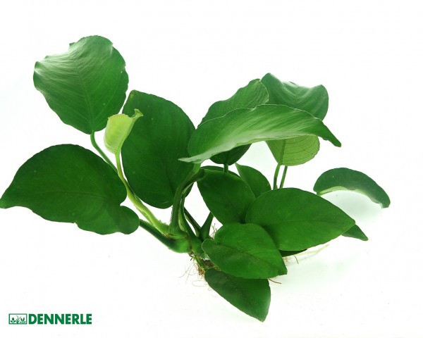 Broadleaf spear leaf - Anubias barteri - Dennerle pot