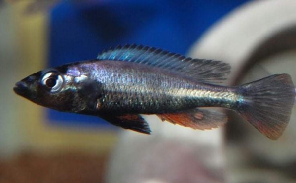 Haplochromis thereuterion 6-8cm