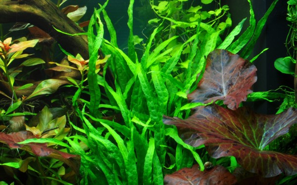 Narrow-leaved Java fern - Microsorum pteropus 'Narrow' - Tropica plant on roots with suction cup