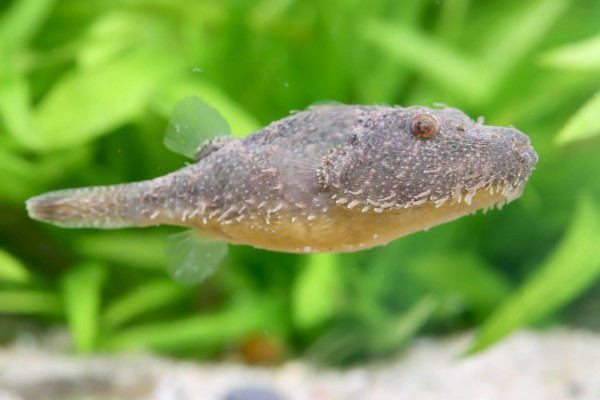 Fetzenkugelfisch - Tetraodon baileyi