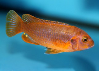 Iodotropheus sprengerae Makokola - 7-9cm