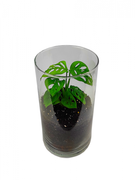 PlantMyTank - "Adansonii Vase" Monstera Babyplant