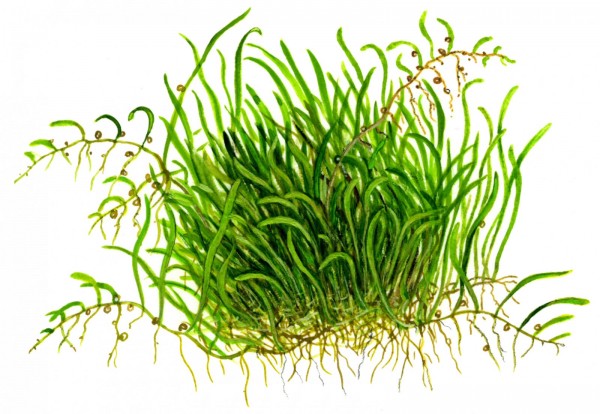 1-2-GROW! Gräsbevuxen vattenslang / Utricularia graminifolia