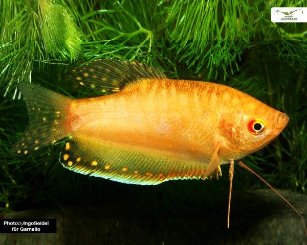 Marmorfadenfisch "gold/orange" - Trichogaster trichopterus - Einzeltier - DNZ