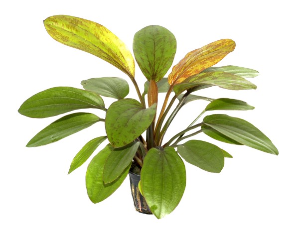 Echinodorus Rosé - Tropica Topf