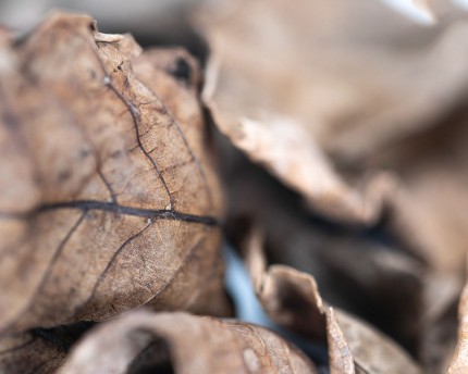 Nano Walnut Leaves Brown - 15 st.