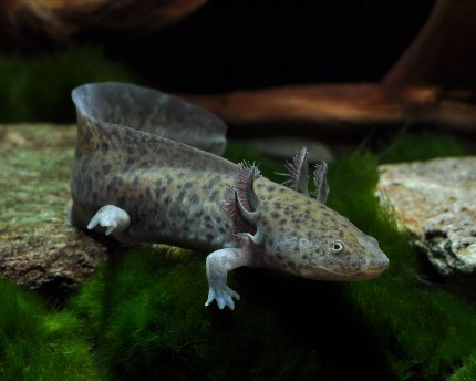 Axolotl - Ambystoma mexicanum - DNZ