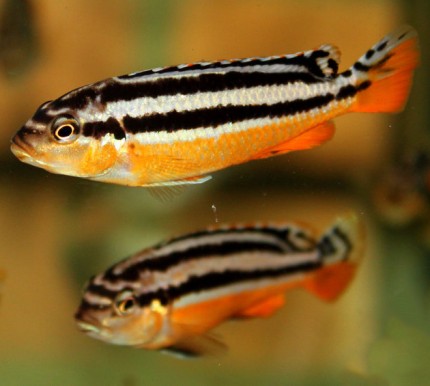 Melanochromis auratus - 7-10cm - seulement les mâles