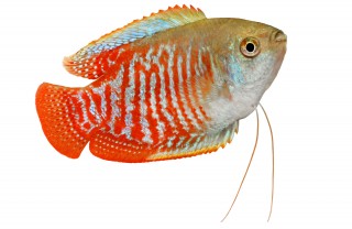 Zwergfadenfisch - Trichogaster lalius - Einzeltier