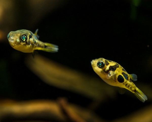 Erbsenkugelfisch - Carinotetraodon travancoricus
