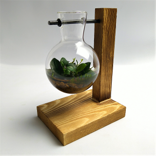 Hydrokultur Vintage Glas mit Javamoos & Anubia - Piece of Nature