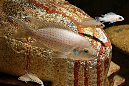 Neolamprologus pulcher 