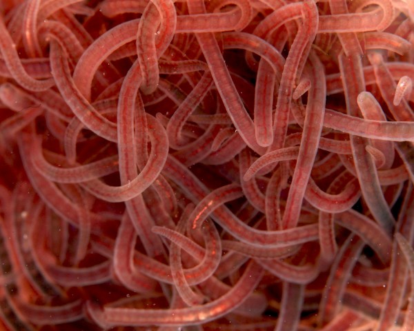 Blackworms / Glanzwürmer - Lumbriculus variegatus 90ml - NatureHolic Lebendfutter