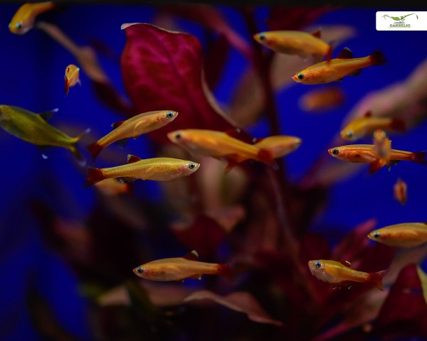 Cardinalfish gold-orange - Tanichthys albonubes "orange"