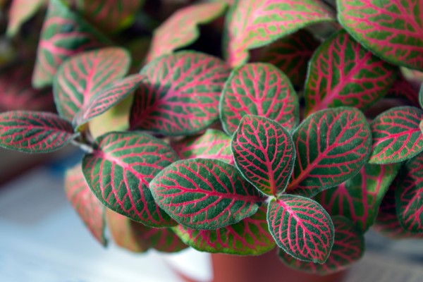 Rote Mosaikpflanze - Fittonia verschaffeltii