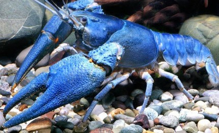 Blue noble crayfish - Astacus astacus