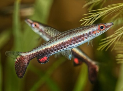 Pointed tetra - Nannostomus eques
