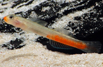 Gobie à lèvres rouges - Sicyopus rubicundus
