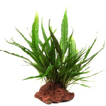 Java fern - Microsorum pteropus - Tropica plant on lava stone